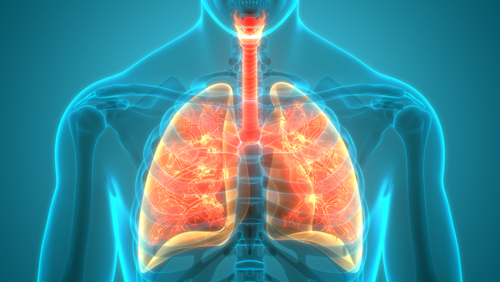 L’anatomie du système respiratoire humain en 3D