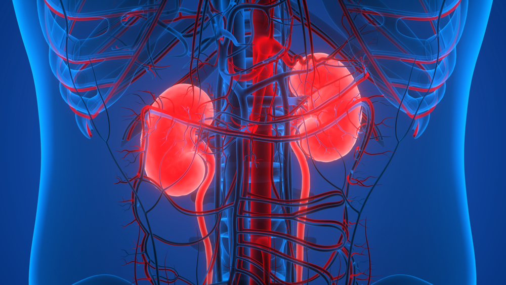 le système urinaire, anatomie des reins en 3D